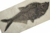 Huge, Fossil Fish (Diplomystus) - Inch Layer #233841-1